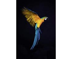 Scenolia Tableau Verre Acrylique VOL DE Perroquet 40 x 60 cm | Déco Murale Moderne Fait en France