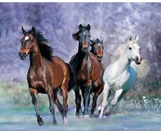 Empire Merchandising 089717 Mini Poster Motif Chevaux Qui galopent 50 x 40 cm