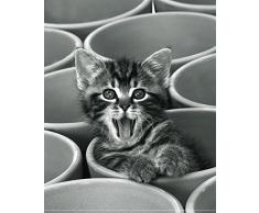 Affiche 24x30 cm Le petit chat / The little Cat / Die kleine Katze Florence ROUQUETTE, Jean-Michel LABAT