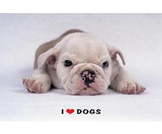 1art1 Chiens Poster - Jadore Les Chiens, Bulldogge Anglais (91 x 61 cm)