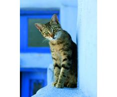 Affiche 24x30 cm Chat grec / Greek cat / Griechische Katze Jean-Louis KLEIN, Marie-Luce HUBERT