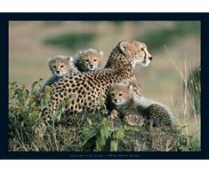 1art1 Grands FÃ©lins Poster - GuÃ©pards, KÃ©nia (91 x 61 cm)