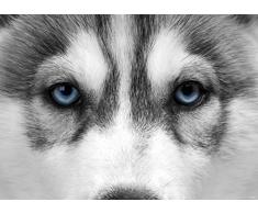 AG Design FTM 0862Â Wolf Papier Papier Peint Photo, Multicolore, 160Â x 115Â cm