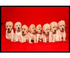 Digital Republic.com 40814 Paillasson Polyamide-PVC sans Phtalate