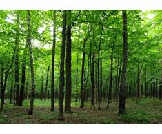 AG Design 4 Papier Peint IntissÃ©, Non-tissÃ©, Multicolore, 360 x 270 cm