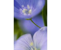 Scenolia Tableau Impression sur Toile Majorelle 60 x 90 cm | Fabrication 100% en France Haute qualitÃ©