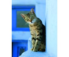Affiche 24x30 cm Chat grec / Greek cat / Griechische Katze Jean-Louis KLEIN, Marie-Luce HUBERT