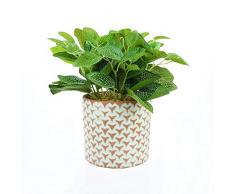 Candlelight Bougeoir Plantes en Pot de Ciment Rouge & Design Triangle, Vert, Gris et Blanc