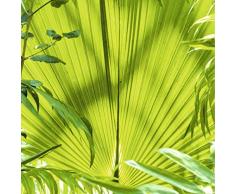 Scenolia Tableau dÃ©coration Murale So Exotic 90 x 90 cm | dÃ©co Design imprimÃ©e en France