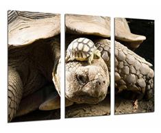 Tableau Moderne Photographique, Impression sur bois, Tortues terrestres animales, Quelonios, Faune, 97 x 62 cm, ref. 26785