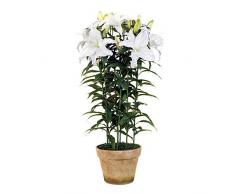 EUROCINSA Ref.32500C01 Plante Lily Casablanca Boîte de 1 unité, Plastique, Terre Cuite, Blanc, 50 x 100 cm
