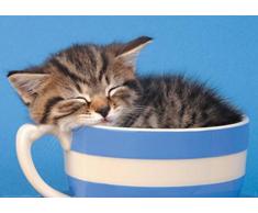 1art1 Chats Poster - Tasse Petit Chat (91 x 61 cm)