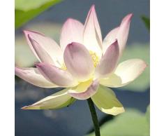 Scenolia Tableau décoration Murale Lotus 90 x 90 cm | déco Design imprimée en France