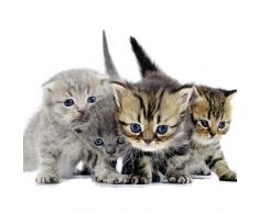 Scenolia Tableau sur Toile Chatons 60 x 60 cm | dÃ©coration Murale Design imprimÃ©e en France