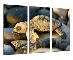 Tableau Moderne Photographique, Impression sur bois, Elevage de tortues de mer danimaux sur des pierres de plage, 97 x 62 cm, ref. 26802