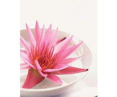 Affiche 40x50 cm Nymphéa et coupelle / Water lily and bowl / Seerose und Schale BOTANICA