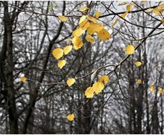 AG Design 4 Papier Peint Intissé, Multicolore, 360 x 270 cm