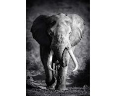 Scenolia Tableau Impression sur Toile ÃLÃPHANT Solitaire 60 x 90 cm | Fabrication 100% en France Haute qualitÃ©