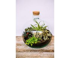 Ivyline Evora Terrarium en Verre recyclé H24Cm D23
