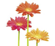 Scenolia Tableau sur Toile Daisy Colors 60 x 60 cm | dÃ©coration Murale Design imprimÃ©e en France