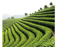 Papier Peint poster panoramique THÃ VERT 4 x 2,70 m | DÃ©co et photo murale XXL QualitÃ© HD Scenolia