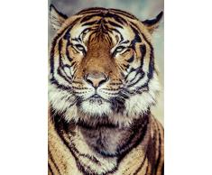 Scenolia Tableau Verre Acrylique Tigre 60 x 90 cm | DÃ©coration Murale Design Fait en France