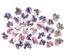 Papier Peint dÃ©co poster POIS DE SENTEUR 3 x 2,70 m | DÃ©co et photo murale XXL QualitÃ© HD Scenolia