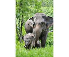 Scenolia Tableau Verre Acrylique Elephants 60 x 90 cm | DÃ©coration Murale Design Fait en France