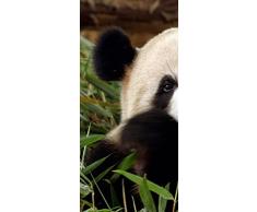 PeelitStickit id-3336Â 60Â Largeur x Hauteurâ¯: 130Â cm Ours en Vinyle de Haute qualitÃ© Belle Nature Toile Murale Motif