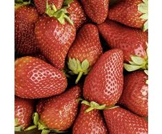 Scenolia Tableau sur Toile Fraise 60 x 60 cm | dÃ©coration Murale Design imprimÃ©e en France