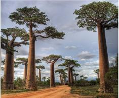 Papier Peint déco poster BAOBAB 3 x 2,70 m | Déco et photo murale XXL Qualité HD Scenolia