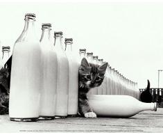 Affiche 24x30 cm Le paradis des chats / Kittens in Paradise / KÃ¤tzchen im Paradies KEYSTONE