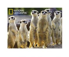 National Geographic Ng28510 Meerkats Super 3D Poster Mural pour Enfant