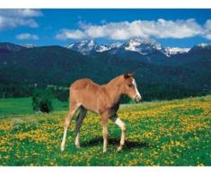 Ravensburger - Poulailler au pâturage