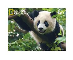 National Geographic Ng28509 Panda géant Super 3D Poster Mural pour Enfant