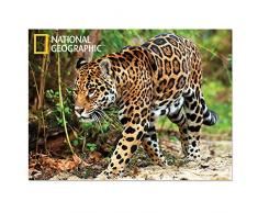 National Geographic Ng28500 Jaguar Super 3D Poster Mural pour Enfant