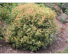 Jean Huchet OSMANTHUS heterophyllus Goshiki C3L Arbuste