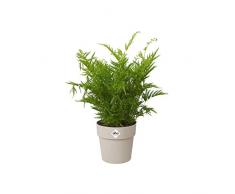 elho pot de fleurs - b.for original rond 16cm gris chaud - 16 x 16 x 14.6 cm