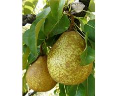 Jean Huchet Plantes - Arbre fruitier Poirier General Leclerc 10875