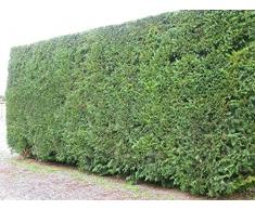 Jean Huchet Plantes - Arbre fruitier Cupressocyparis Leylandi Lot de 100 - 32960