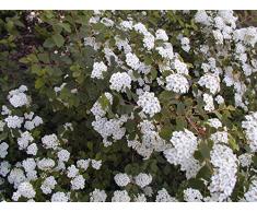 Jean Huchet Spiraea vanhouttei C3L Arbuste