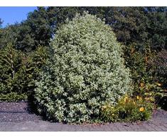 Jean Huchet PITTOSPORUM tenuifolium Irene Paterson C3L Arbuste