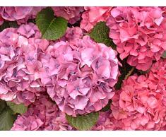 Jean Huchet Hydrangea macrophylla Rose C3L Arbuste