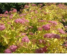 Jean Huchet Spiraea Japonica Golden Princess C3L Arbuste