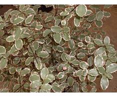 Jean Huchet Pittosporum Tenuifolium Garnetti C3L Arbuste, Blanc Crème