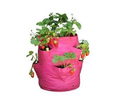 Tierra Garden Haxnicks Pot de Fleurs, Rose, 35x35x45 cm