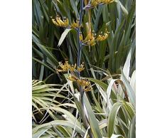 Jean Huchet Phormium cookianum Tricolor C3L Arbuste
