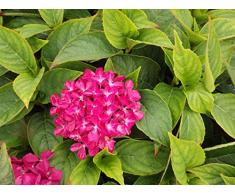 Jean Huchet Hydrangea macrophylla Hornly C3L Arbuste