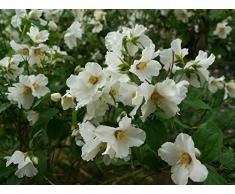 Jean Huchet Kit de Massif Exotique Haie parfumée, Multicolore, 9 x 9 x 20 cm