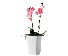 Floralo Geda 18042-W-SET Algarve Vase carré avec Insert Blanc Brillant 25 x 42 cm
